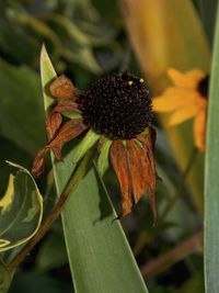 Close-up of wilted flower on plant