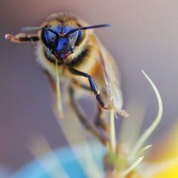 Close-up of insect on flower