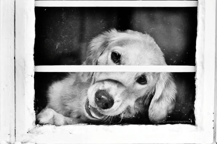 CLOSE-UP PORTRAIT OF DOG OUTDOORS