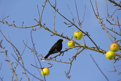 Low angle view of bird perching on tree against sky