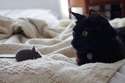 Close-up of black cat relaxing on bed with toy rat at home