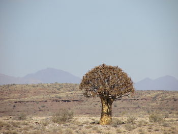 Tree on desert against sky