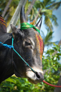 Close-up of a lizard