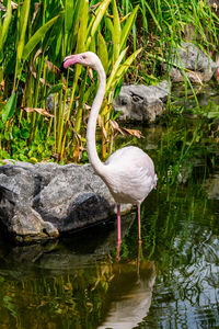 View of a bird on rock by lake