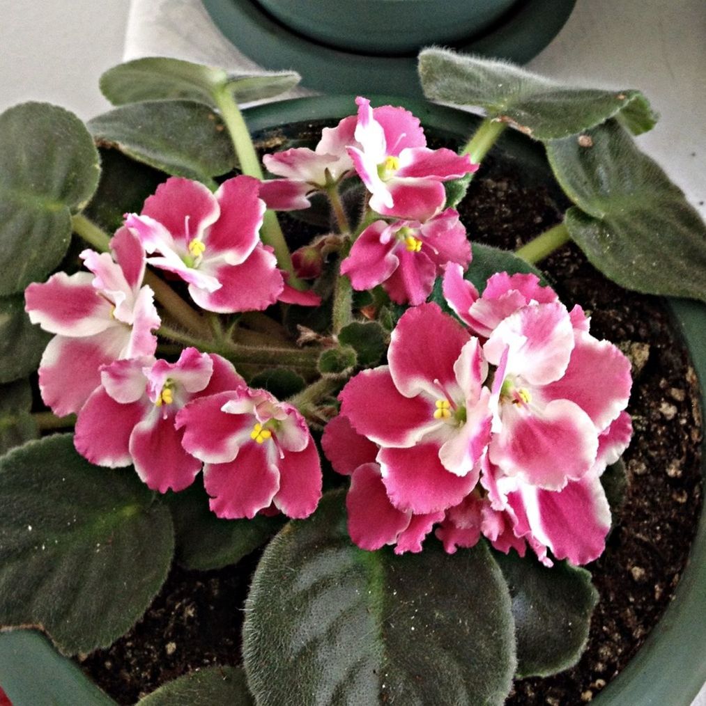 flower, freshness, petal, pink color, fragility, flower head, beauty in nature, growth, high angle view, plant, close-up, leaf, potted plant, nature, blooming, indoors, pink, no people, day, in bloom