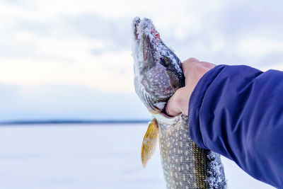 Person holding fish