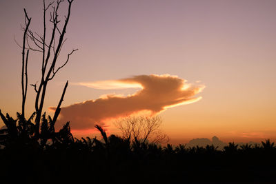 Silhouette plants against dramatic sky during sunset