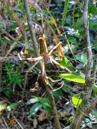 High angle view of insect on plant