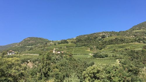 Scenic view of agricultural field against clear blue sky