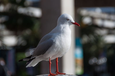 Close-up of silver gull perching on wood