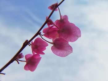 Low angle view of pink cherry blossoms against sky