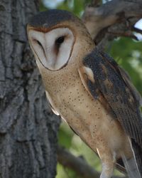 Close-up of owl perching on tree trunk