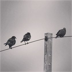 Low angle view of birds perching on branch