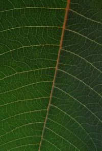 Full frame shot of green leaf