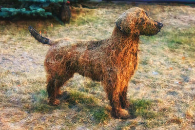 Dog on grassy field