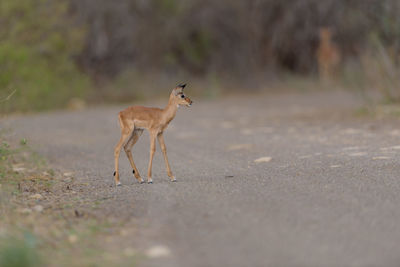 View of horse on road