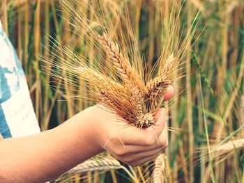 Close-up of hand holding wheat at field