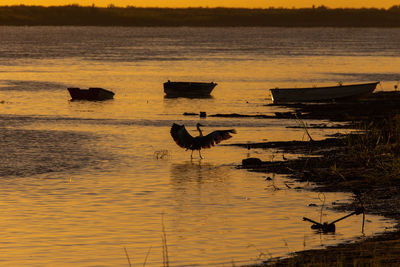 Silhouette birds on lake during sunset