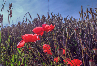 Close-up of red poppy flowers in field