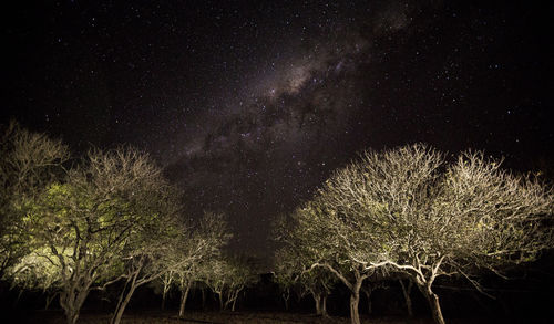 Low angle view of trees against sky at night