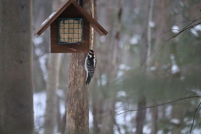 High angle view of bird on tree trunk