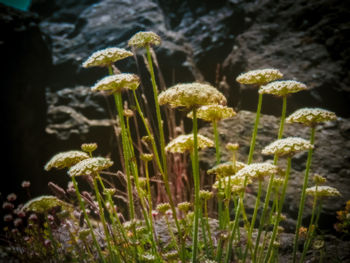 Close-up of flowers growing in field