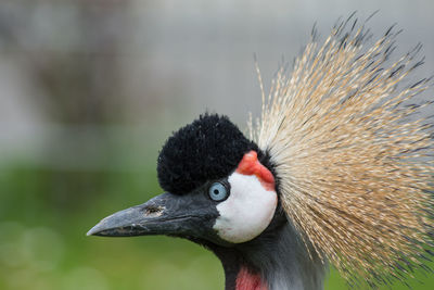 Close-up of bird