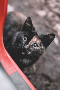 Close-up portrait of black cat