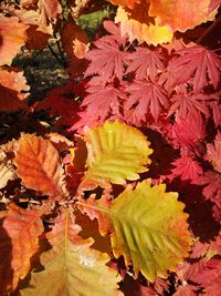 Full frame shot of autumnal leaves