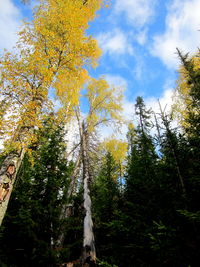 Low angle view of trees against sky