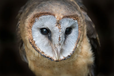 Close-up portrait of barn owl