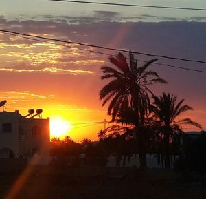 Palm trees at sunset