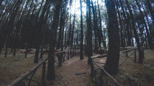 Trees in forest against sky