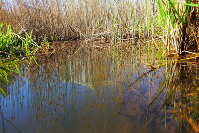 Scenic view of lake in forest