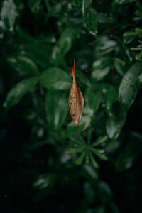 Close-up of butterfly on plant