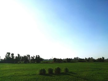 Scenic view of field against clear sky