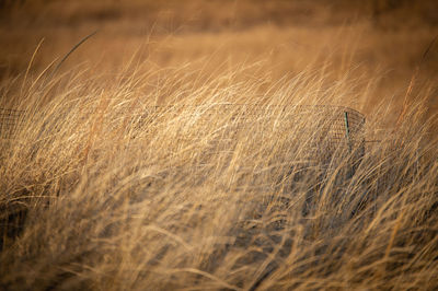 Close-up of wheat field