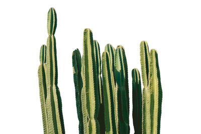 Close-up of cactus against white background