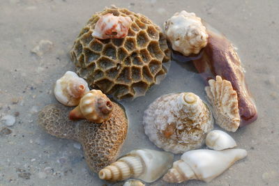 Close-up of seashell on beach