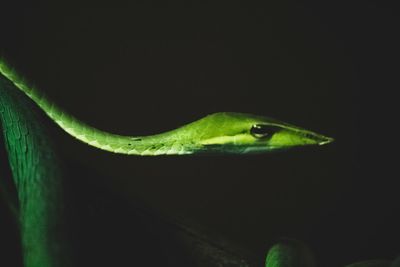 Close-up of green lizard