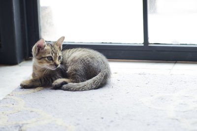 Cat sitting on window at home