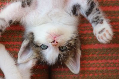 Close-up portrait of a cat