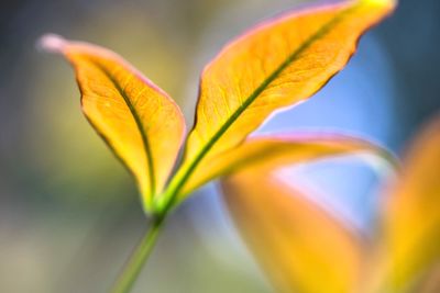 Close-up of yellow flower