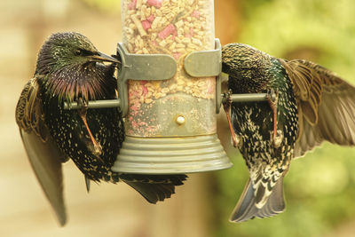 Two greedy starlings at the bird feeder