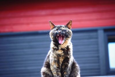 Portrait of a cat yawning 