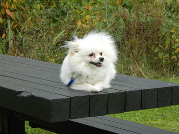 Close-up of dog on grass