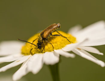 Close-up of insect on flower