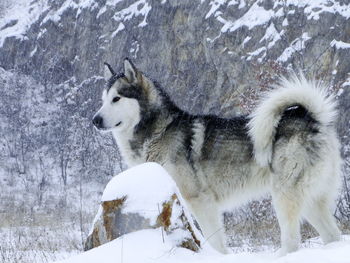 Alaskan malamute on snow field during blizzard