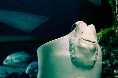 Close-up of jellyfish in aquarium