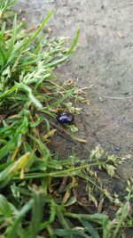 High angle view of insect on field